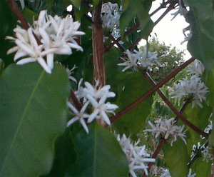 Coffee Flowers