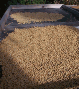 Coffee drying in the sun