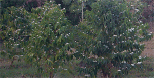 coffeetrees