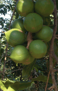 Macadamia nuts are a delicious treat. They are ready to eat when they fall to the ground and the husk has split open. Remove the husk and use the mac nut cracker to open the nut. Either eat the nut fresh or roast it in the oven briefly, sprinkle with some sea salt and enjoy. Chocolate covered macadamia nuts make a terrific dessert. They also make a nice addition to banana bread or any other recipe that calls for nuts.
